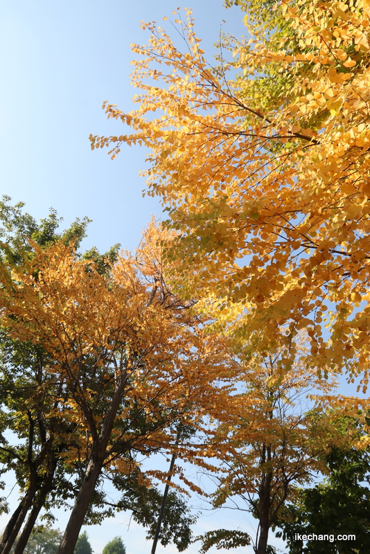 写真：駅西公園の黄葉