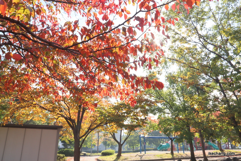 画像：赤や黄色に色づいた駅西公園の木々