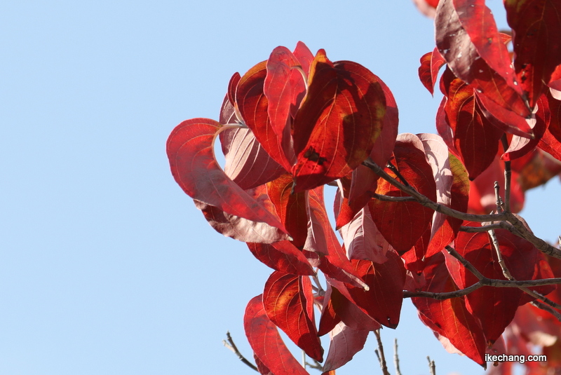 写真：青い空と紅葉で赤く色づいた葉っぱ