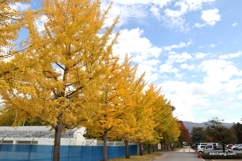 写真：山形県総合運動公園屋外プールの南側のイチョウ