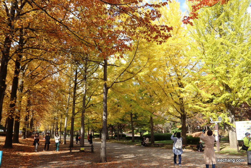 写真：山形県総合運動公園のイチョウ並木