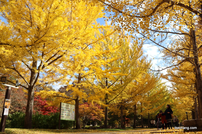 写真：山形県総合運動公園のイチョウ並木