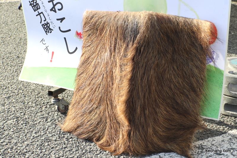写真：地域おこし協力隊の濱田さんが捕らえたイノシシの毛皮も展示