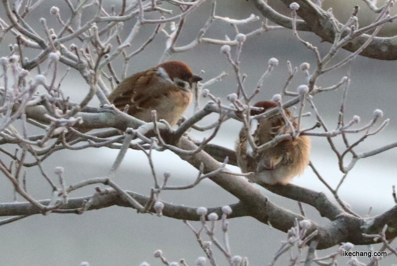 写真：寒さのため丸くなった雀