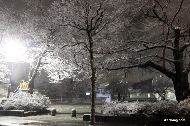 写真：雪が積もって白くなった公園の木々