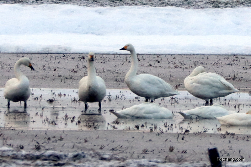 写真：水が張った田んぼに集まる白鳥たち