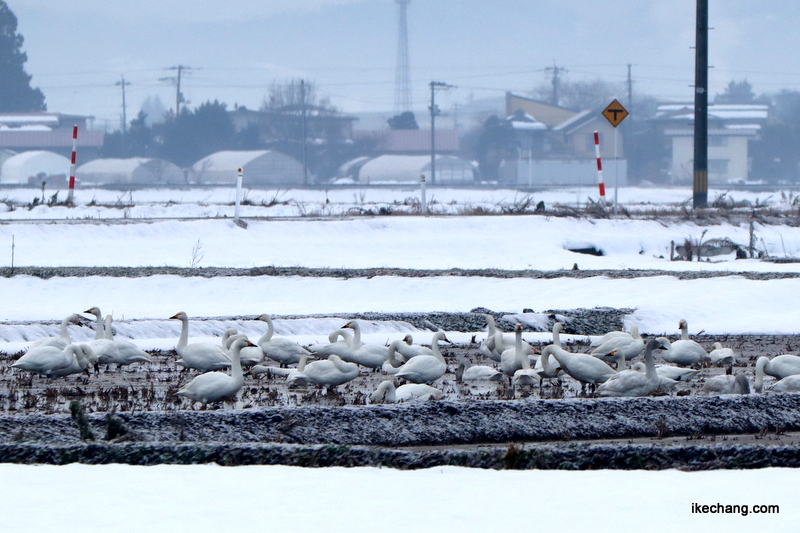 写真：水が張った田んぼに集まる白鳥たち