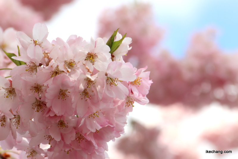 写真：満開のソメイヨシノ