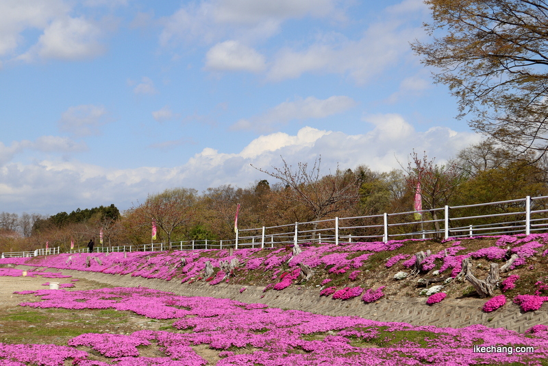 写真：立谷川のシバザクラ