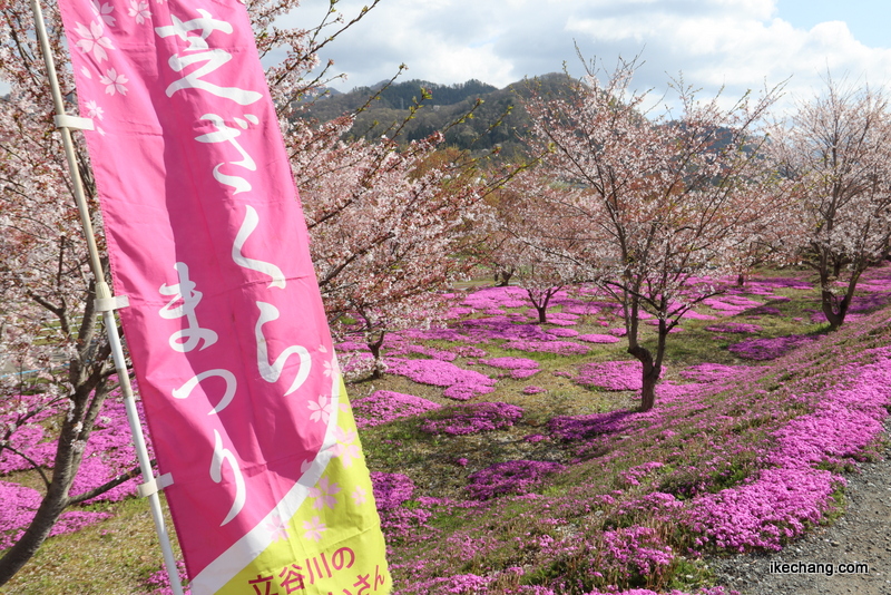 写真：立谷川のシバザクラ