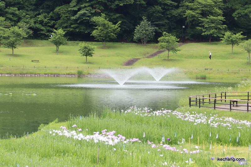 写真：咲き始めた愛宕沼親水空間のアヤメ