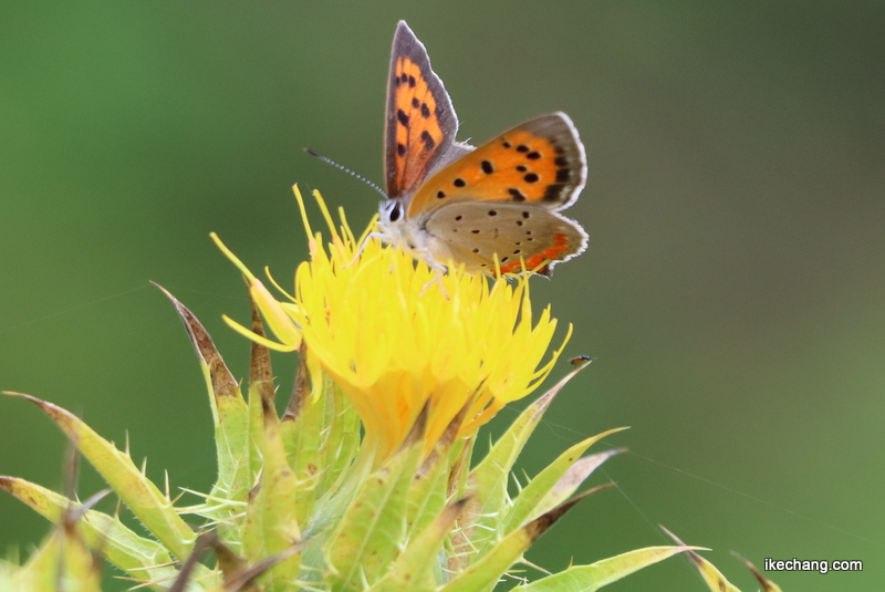 写真：紅花の蜜を吸うベニシジミ