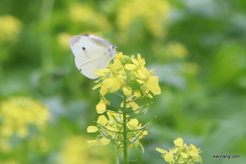 写真：カラシナ（からし菜）にとまるモンシロチョウ