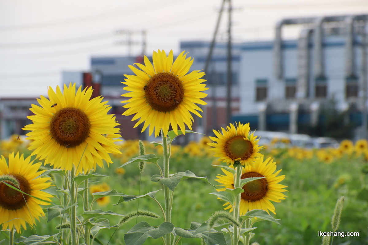 写真：開園したひまわり迷路