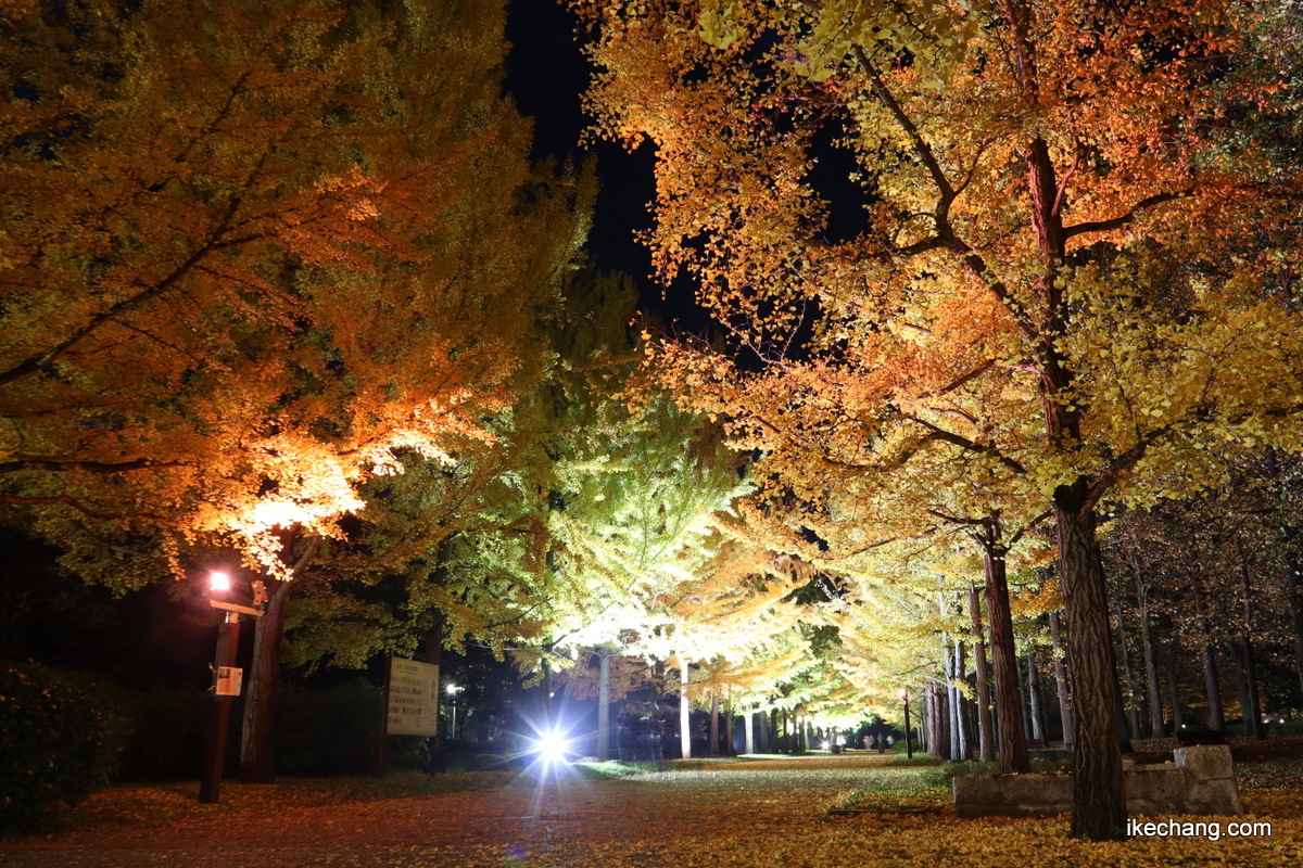 画像：ライトアップされた山形県総合運動公園のイチョウ並木