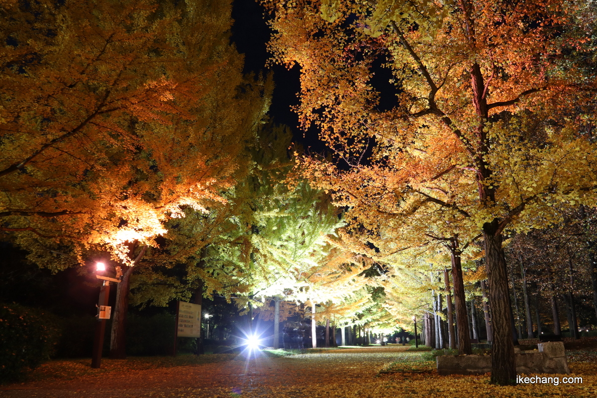 写真：ライトアップされた山形県総合運動公園のイチョウ並木