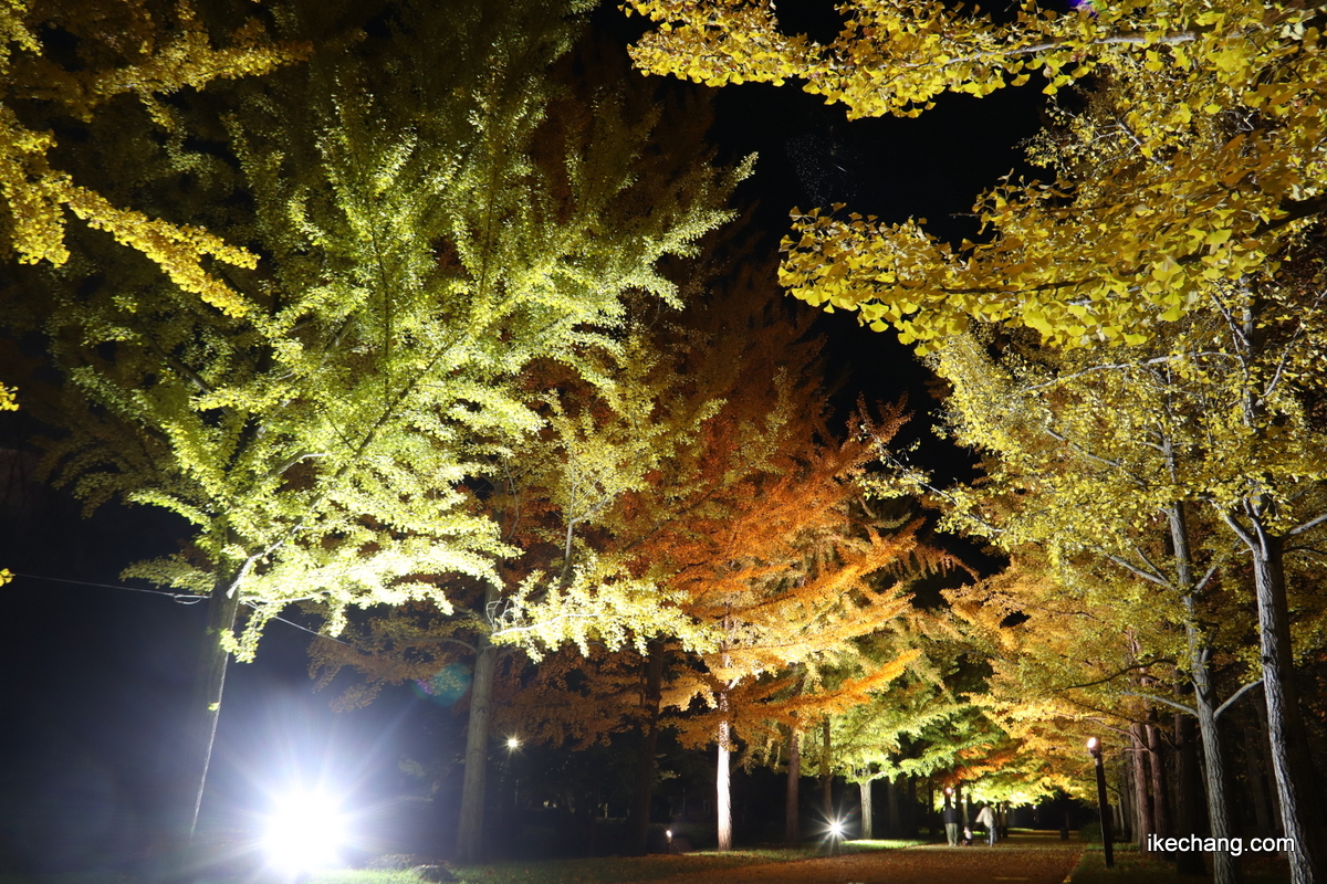 写真：イチョウ並木を散歩する人たち