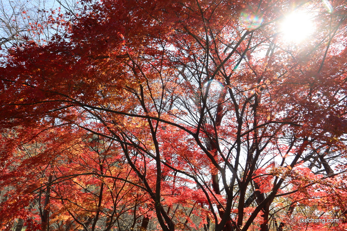 写真：舞鶴山山頂広場のもみじ