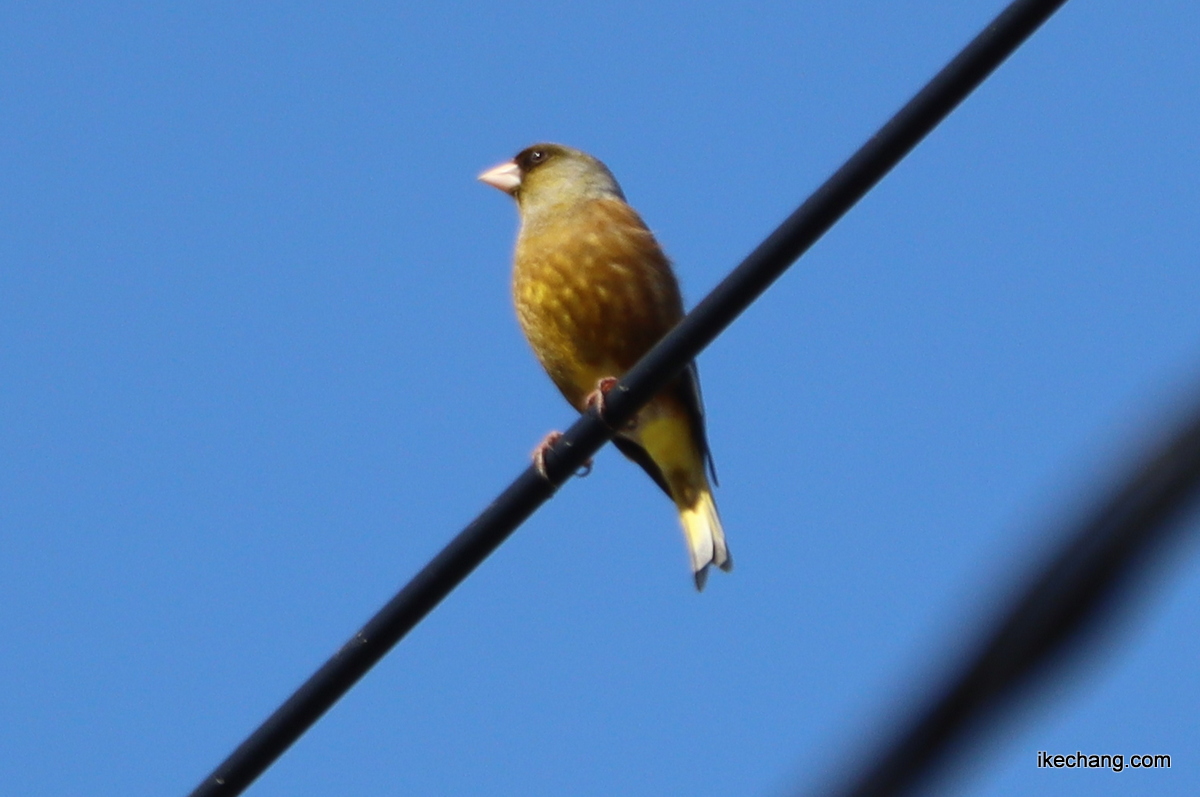 写真：電線に留まるカワラヒワ