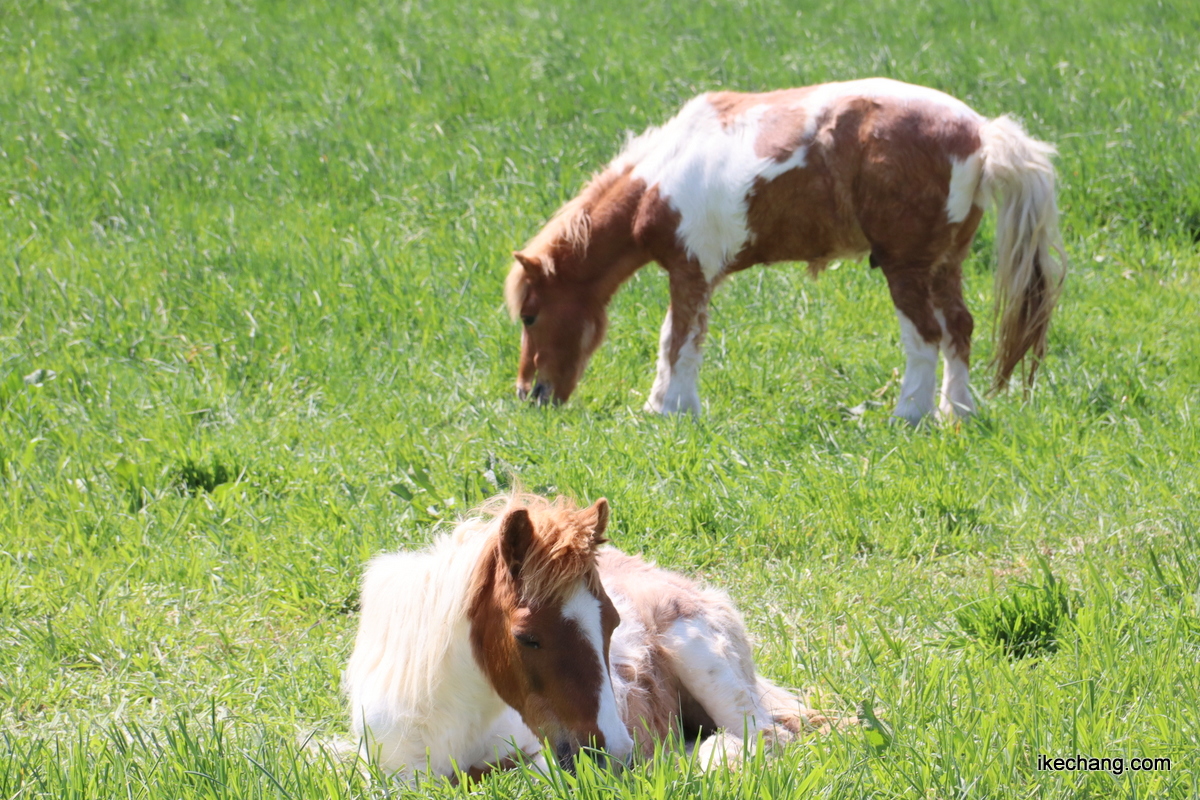 写真：天童高原で放し飼いされているポニー