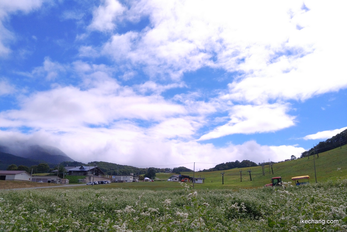 画像：天童高原の青い空と白い雲と白いそばの花
