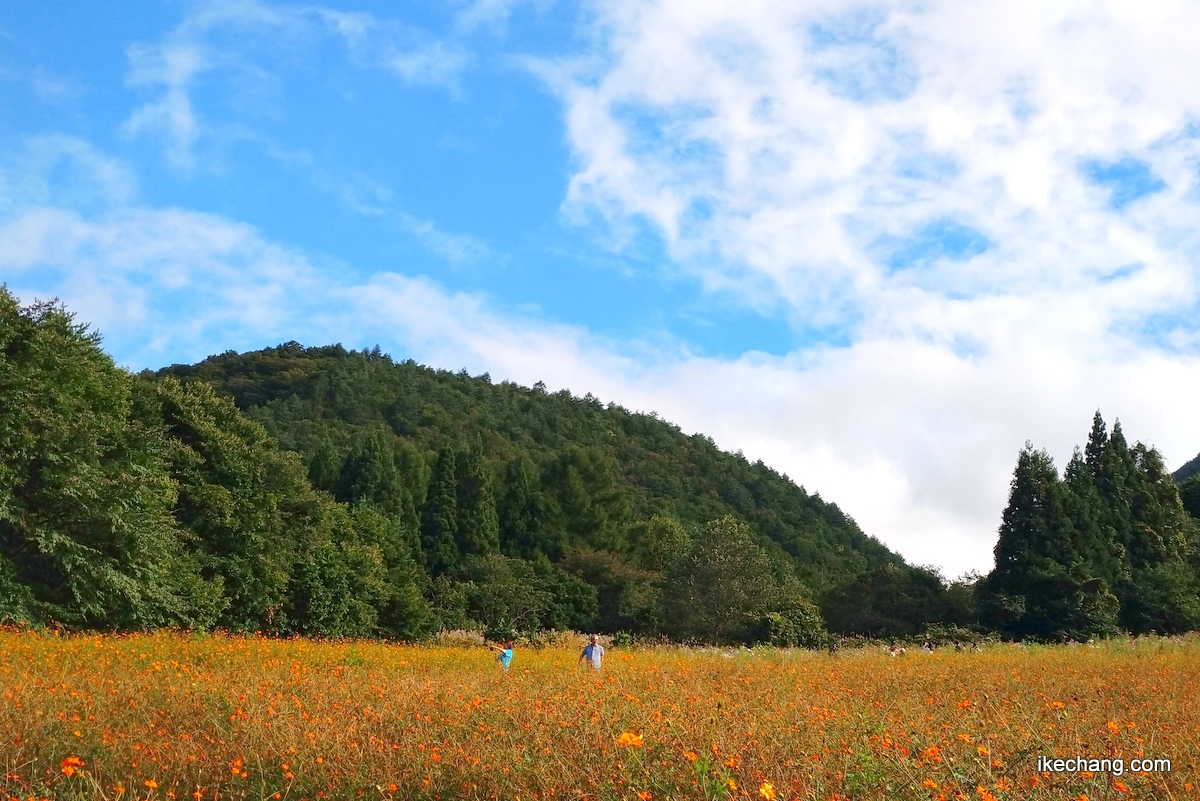 画像：面白山コスモスベルグ