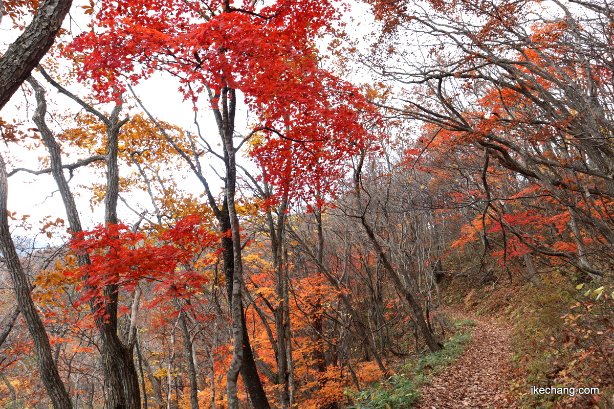 画像：紅葉の登山道
