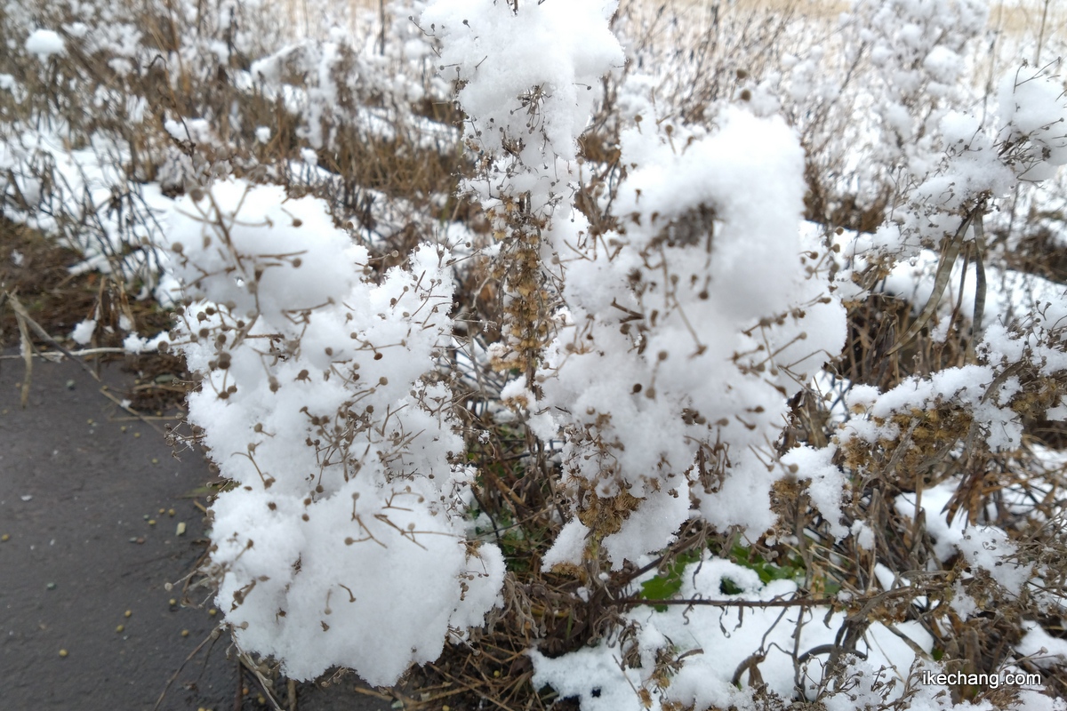画像：綿菓子のようになった道端の草