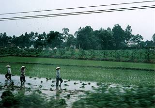 [ Rice Field ]